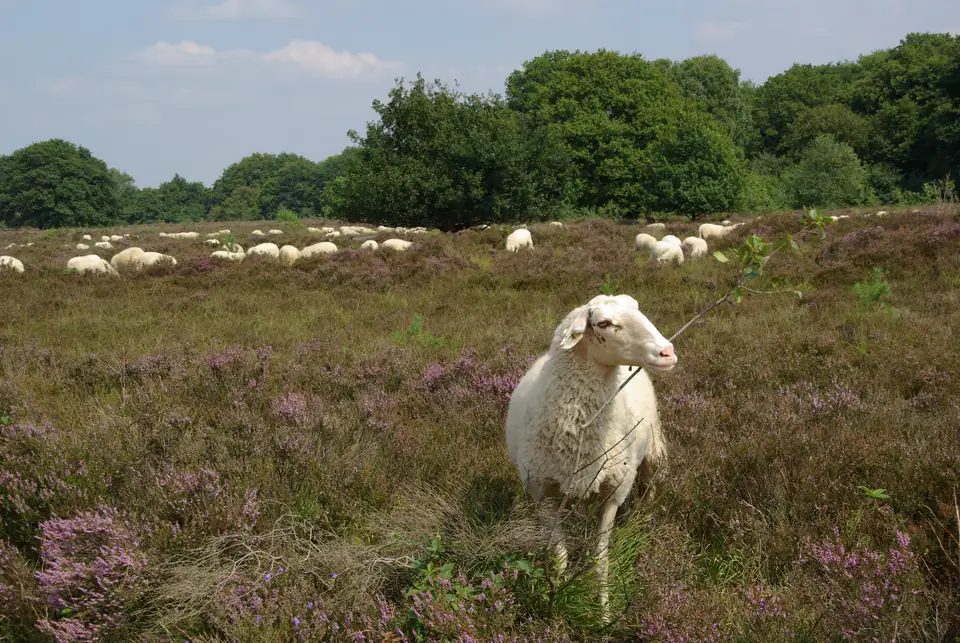 Schapen op de Ermelosche Heide bij Ermelo