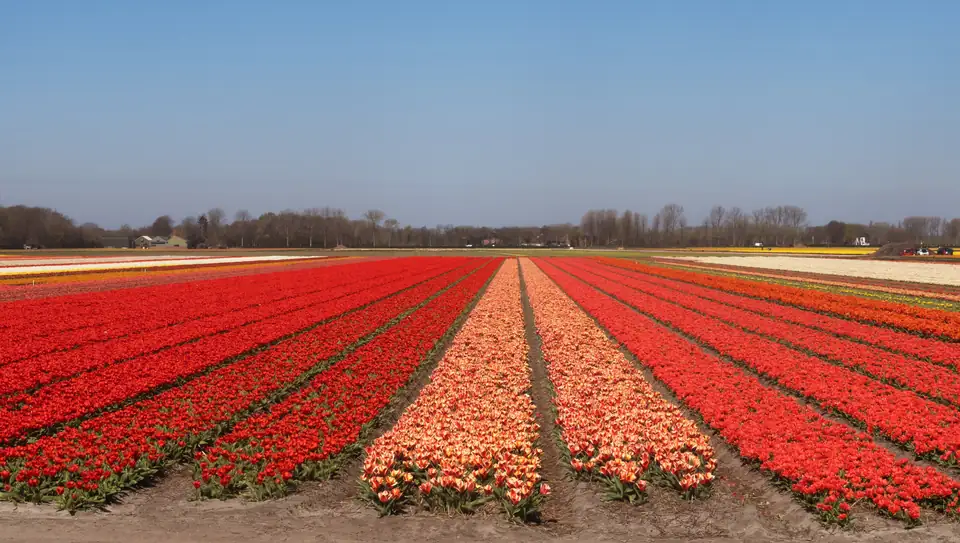 Tulpenvelden bij de Zwartelaan in Lisse